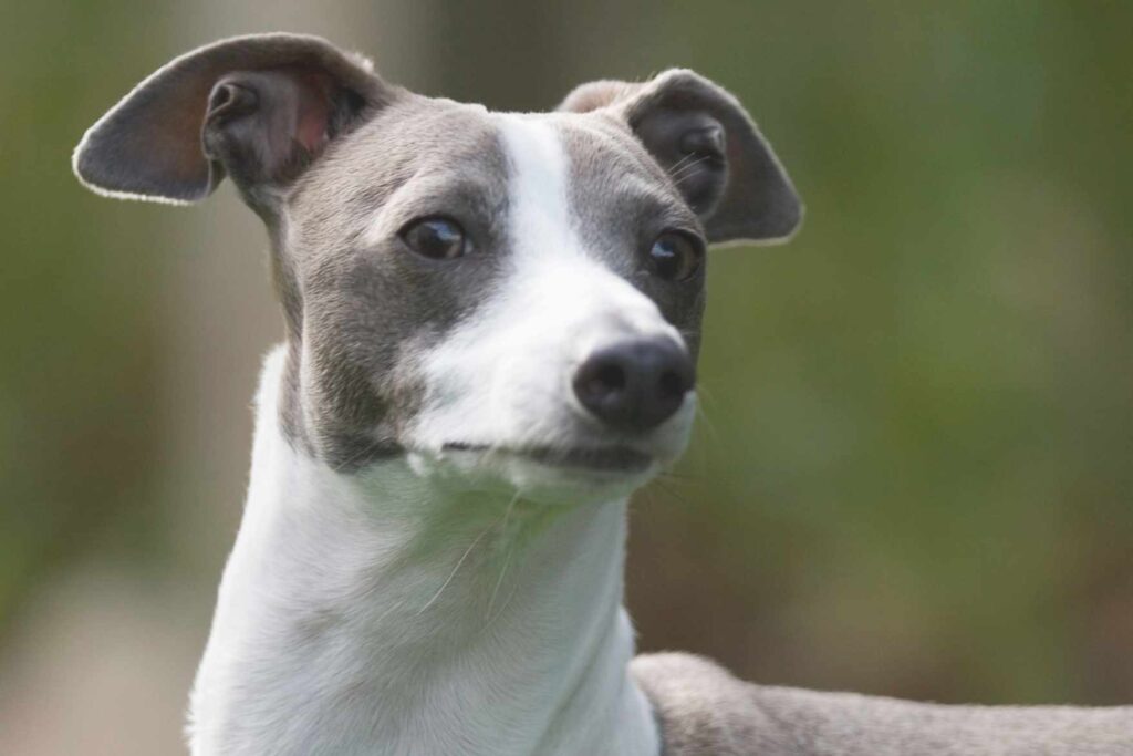 Exploring Italian Greyhound Breeders in Houston: Finding Your Perfect Companion