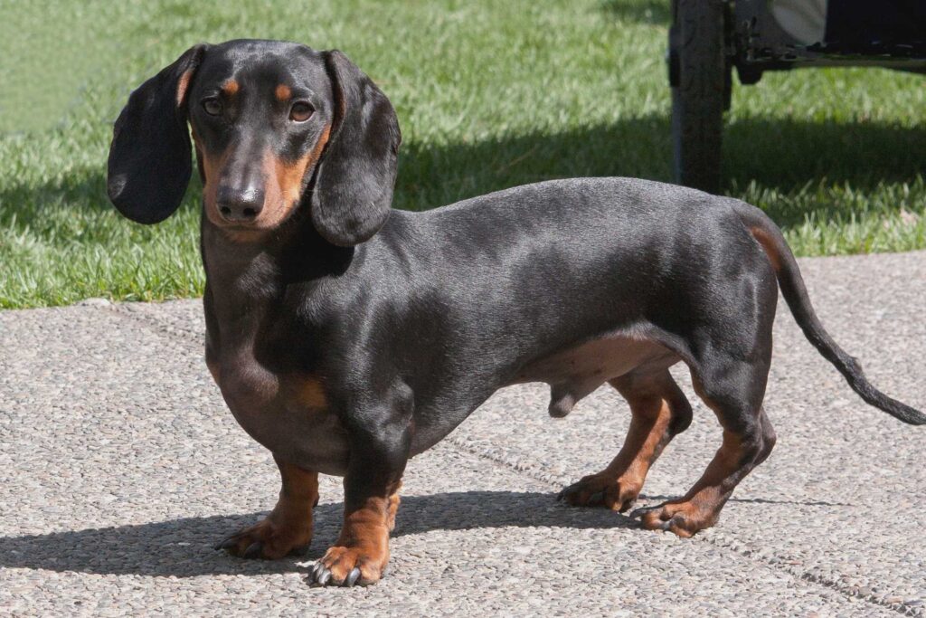 Unveiling the Charm of the Dachshund Underbelly Coat: A Closer Look at this Unique Feature
