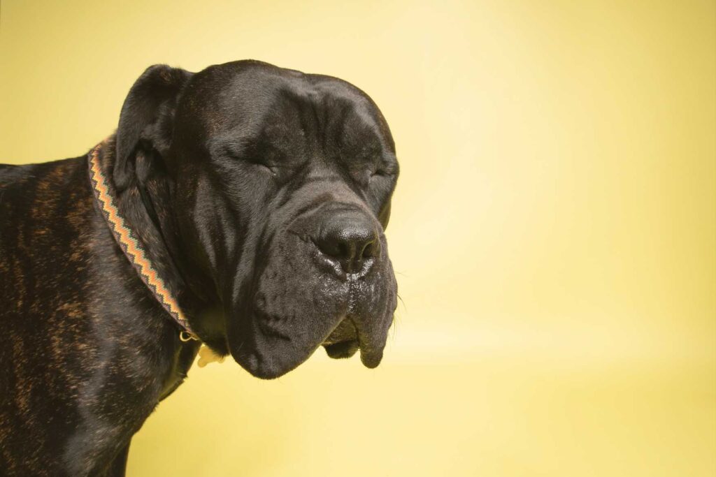 California Mastiff Rescue: Providing Hope and Homes for Gentle Giants