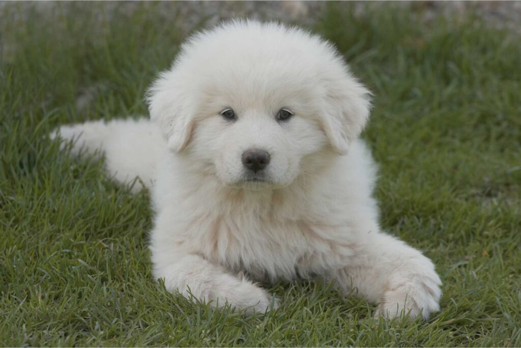 Unveiling the Gentle Giant: Exploring the Great Pyrenees Puppy Temperament