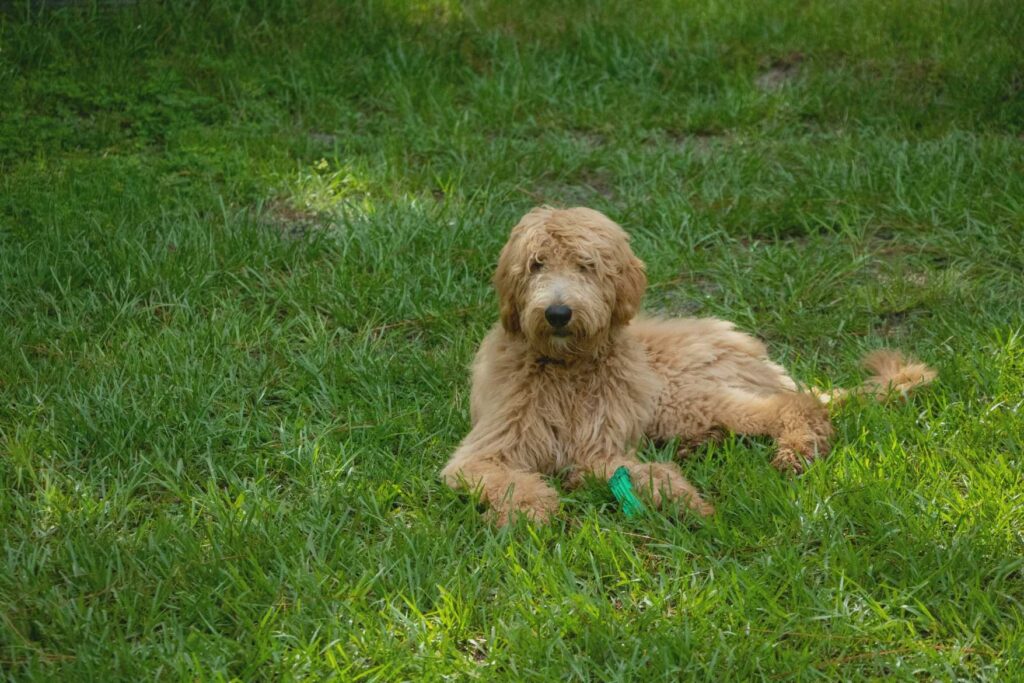 The Goldendoodle Craze in Northern California: A Blend of Beauty and Brains