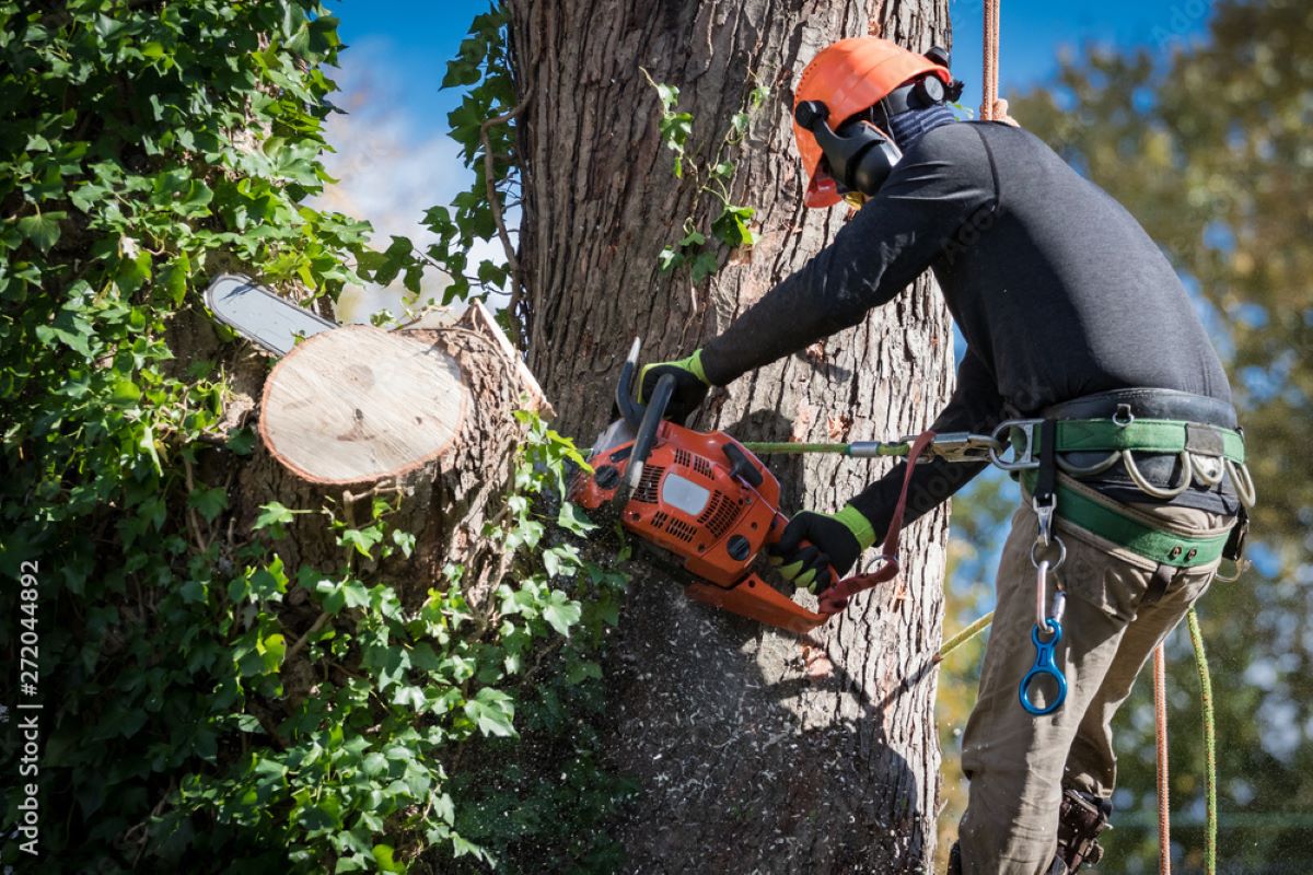 Professional tree removal Hills District