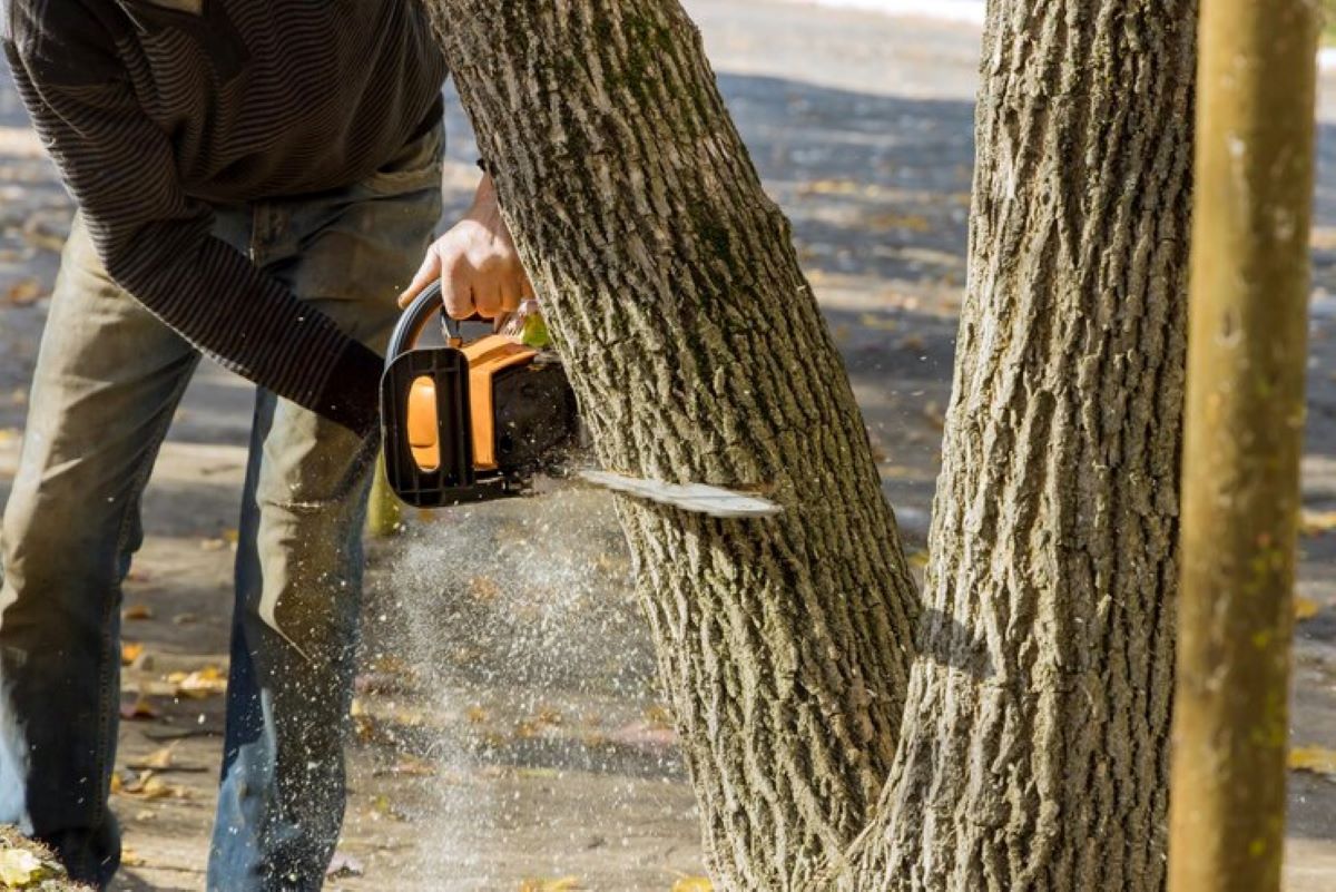 tree removal services North Shore
