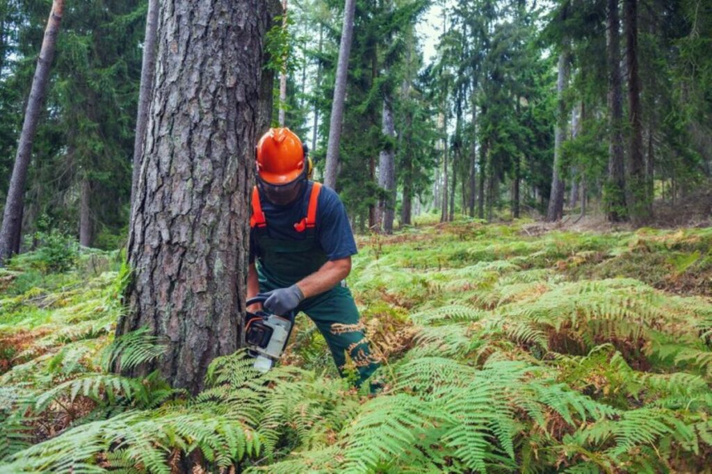 Professional tree removal Hills District